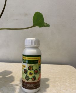 CP VS DỊCH TRÙN QUẾ 100ML 